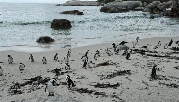 The Boulders section of Table Mountain National Park consists of three pristine ...