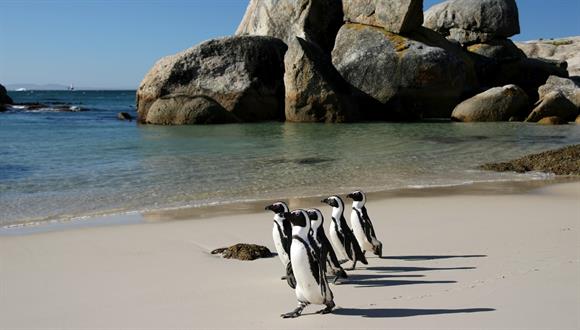 Table Mountain National Park: Boulders Beach