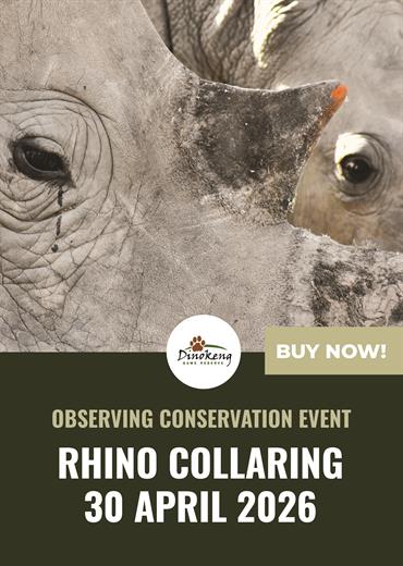 Rhino Collaring