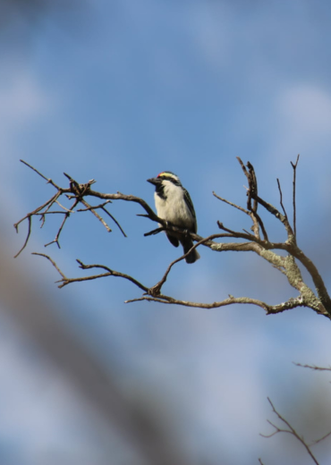 Free State National Botanical Garden