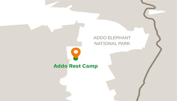 Addo Elephant National Park, the third-largest national park, is not only home t...