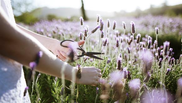 Canettevallei Lavender &amp; Wine Farm is in full purple bloom during the winter...
