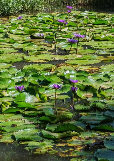 Lowveld National Botanical garden